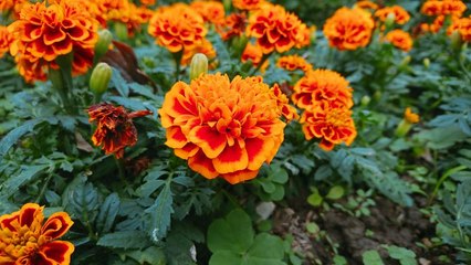 10 Plants That Thrive in the Summer Heat