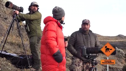 Pumas descansando en la Patagonia chilena _ Ruta 5