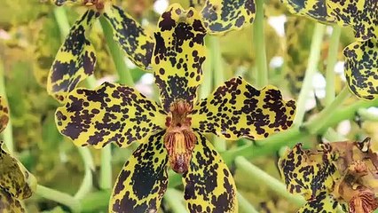 Orkid Harimau atau Tiger Orkid