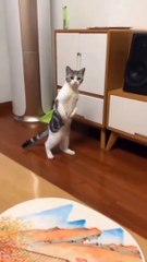 Baby Cats - Cute and Funny Cat Videos Compilation | Animal Tv|