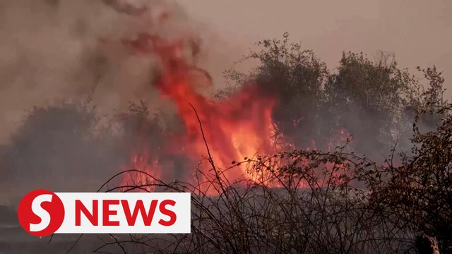 Heat kills 1000 in Portugal as wildfires burn Europe