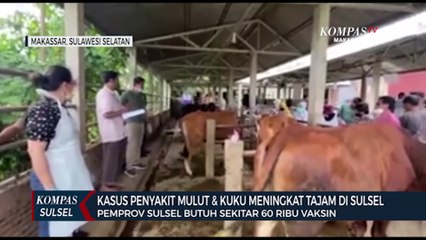 Download Video: Kasus Penyakit Mulut & Kuku Meningkat Tajam Di Sulsel