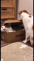 Why do cats love boxes?
