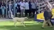 Başıboş köpek mezuniyet töreninde insanlara saldırdı!