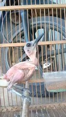 KACER GACOR TANPA BULU !! KUASA TUHAN,