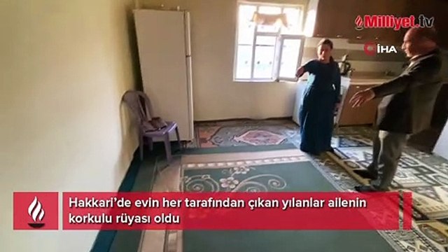 Evin her tarafından çıkan yılanlar ailenin korkulu rüyası oldu