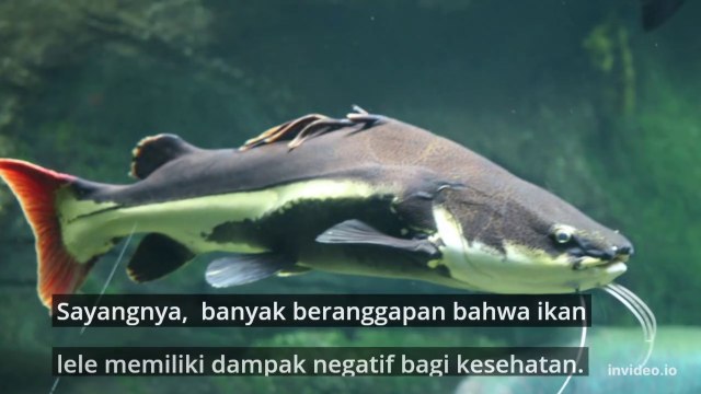 Benarkah ikan lele tidak baik untuk kesehatan