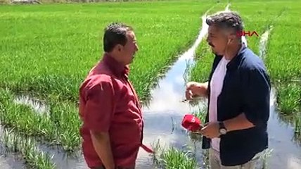 Tarımın can damarı Tunca Nehri'nde korkutan görüntü