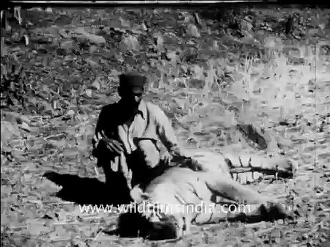 Indians gather around a dead Tiger shot by British hunters