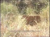 Tiger (Panthera tigris) _ largest cat species walks a forest path in India