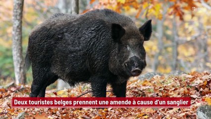 Deux touristes belges prennent une amende à cause d’un sanglier !