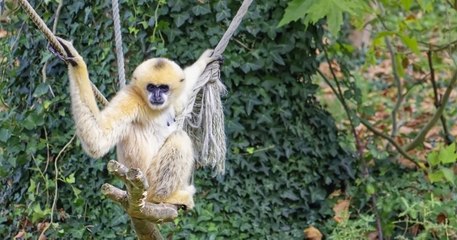 Incendies : une dizaine d'animaux du zoo du Bassin d'Arcachon sont décédés lors de leur évacuation