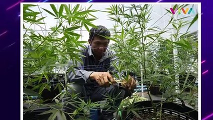 Bu Santi, Pemohon Legalisasi Ganja Masih Ditolak MK Nih