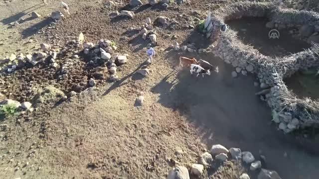 Yaylada zorluklara göğüs gererek hayvanlarına bakıyorlar