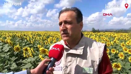 4 ilçede çayır tırtılı alarmı