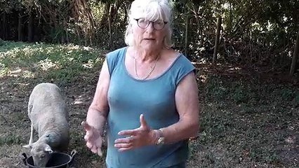 Devastating attack on sheep by dogs