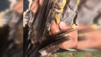 Tedavileri ve rehabilitasyonları tamamlanan kuşlar doğaya bırakıldı