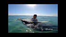 UN MANATÍ ROBA LA TABLA DE SURF A UN NIÑO EN FORT PIERCE, FLORIDA