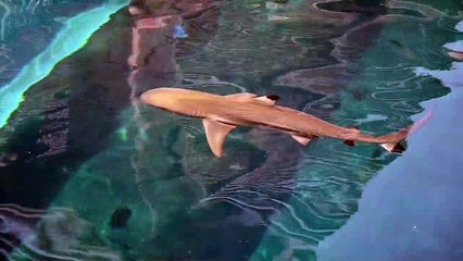 Montage: Snorkelling with Sharks