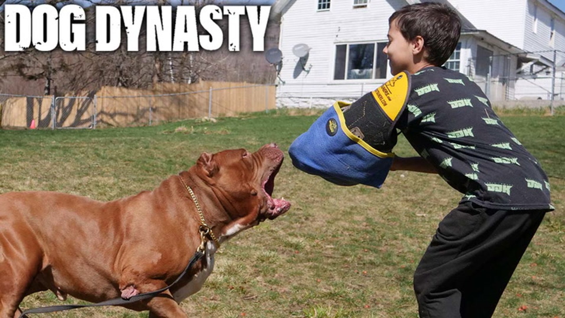 Can My 10-Year-Old Handle The World's Biggest Pitbull? | DOG DYNASTY -  video Dailymotion