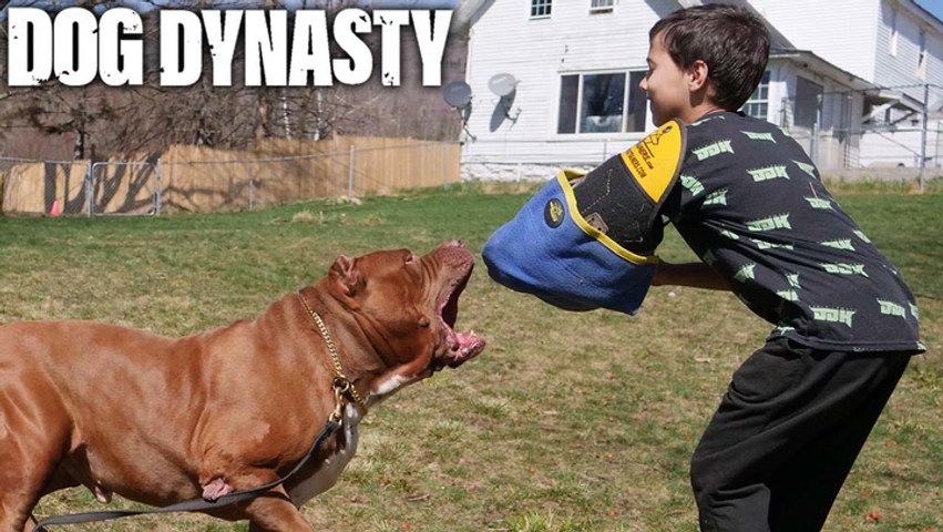 Hulk the hotsell pitbull collar