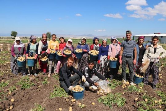 PATATES ÜRETİM MERKEZLERİNDEN SANDIKLI'DA HASAT BAŞLADI, FİYAT ÇİFTÇİNİN YÜZÜNÜ GÜLDÜRDÜ