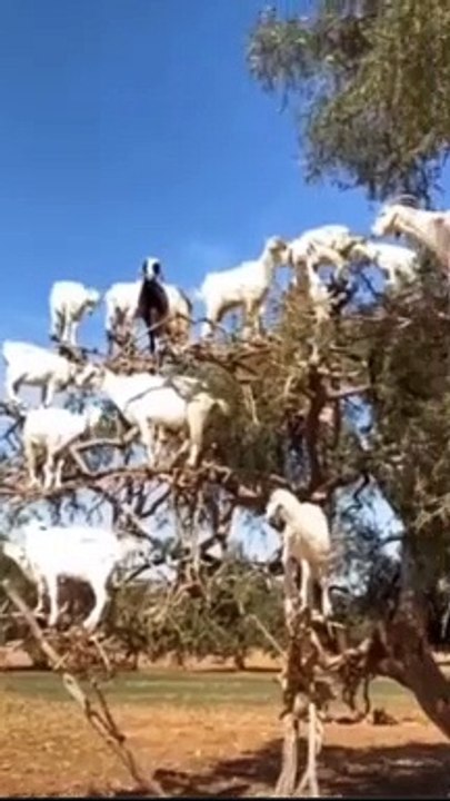 Amazing Animals In The World/Amazing Animals Video/Amazing Animals Compilation