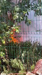 Flames surround Doncaster Scout HQ as wildfires rage