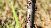 Formiche dal battiscopa Perché accade e come sbarazzarsene