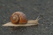 Killer snails spotted crawling along London street!
