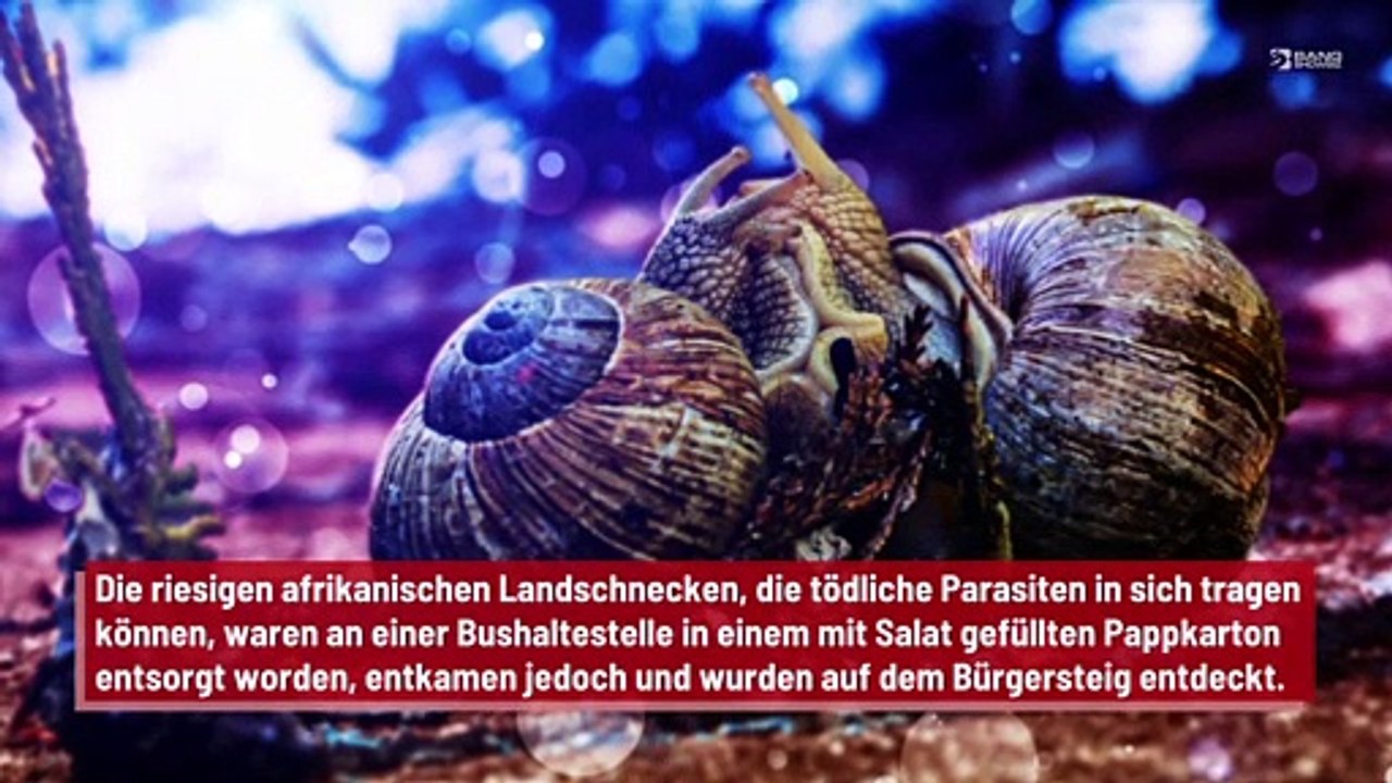 Tödliche Schnecken auf einer Londoner Straße gesichtet