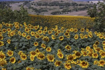 İstanbul'da ayçiçeği tarlalarındaki "çayır tırtılına" karşı dron ile ilaçlamada sona gelindi