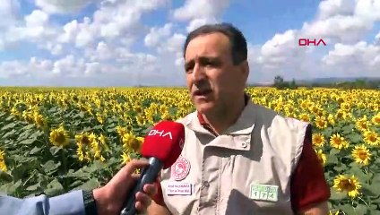 İstilacı tırtıllar İstanbul'da! Çiftçiler istilacı tırtıllar için doğal afet talep etti