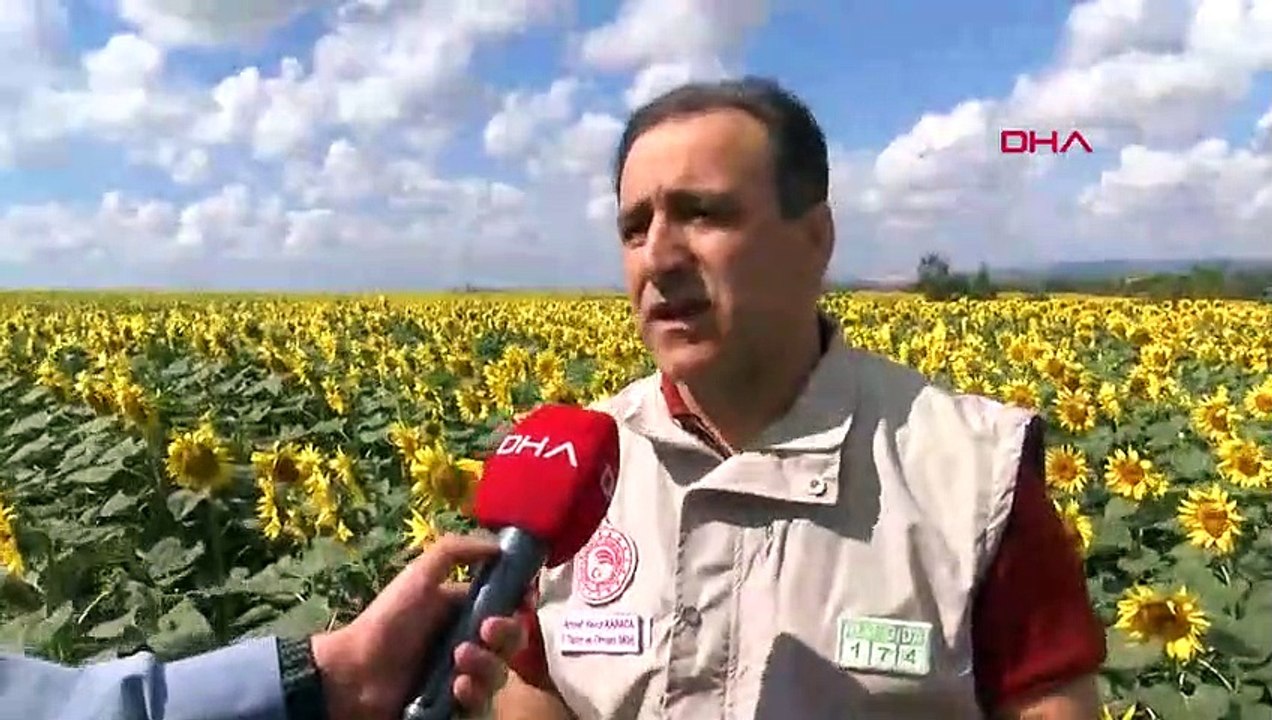 İstilacı tırtıllar İstanbul'da! Çiftçiler istilacı tırtıllar için doğal afet talep etti