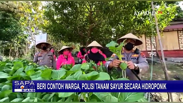 Beri Contoh Pada Warga, Polisi di NTT Manfaatkan Lahan Sempit dan Tanam Sayur Hidroponik
