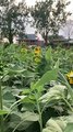 Northamptonshire farm opens pick your own sunflower field