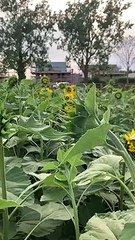 Northamptonshire farm opens pick your own sunflower field