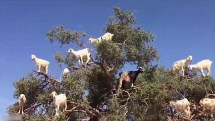 15 Things That You Will See for the First Time in Your Life!