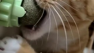 Funny Cat  Tiktok Video Viral Funny Cat Videos Lover