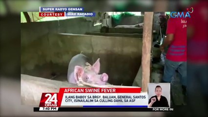 Ilang baboy sa Brgy. Baluan, General Santos City, isinailalim sa culling dahil sa ASF | 24 Oras