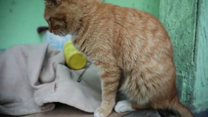 La mujer de los gatos de Jarkov