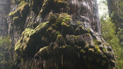 Científicos chilenos descubren el que podría ser el árbol más antiguo del mundo