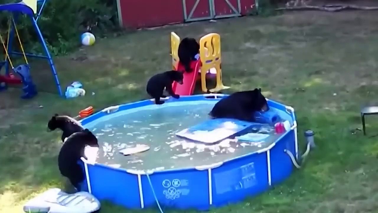 Man Kept Hearing Strange Noises Under Driveway, Look What He Found Inside