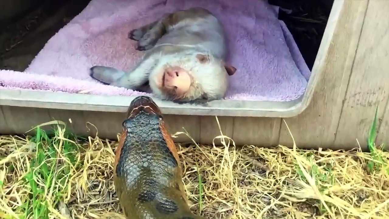 What They Found Inside This Snake Shocked The Whole World