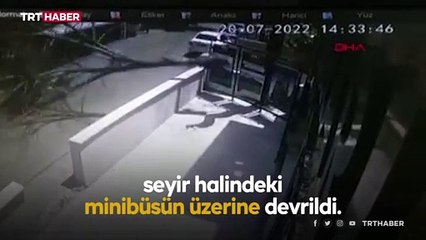 İstanbul'da yolcu dolu minibüsün üzerine ağaç devrildi