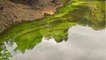 Canicule : attention aux cyanobactéries, organismes toxiques qui prolifèrent dans les lacs