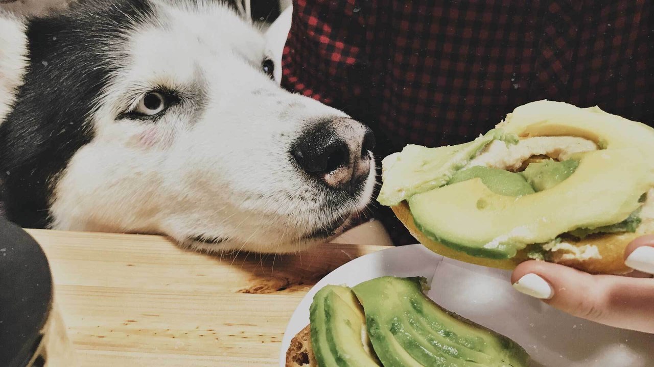 Hundewissen: Dürfen Hunde Avocado essen?