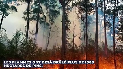 Canicule : un incendie ravageur en Gironde fait évacuer 6000 campeurs et brûle 1000 hectares