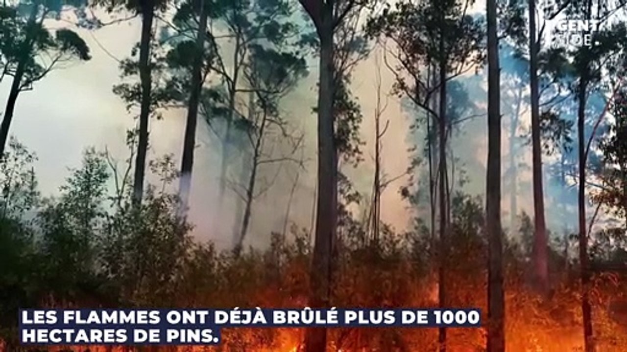 Canicule : un incendie ravageur en Gironde fait évacuer 6000 campeurs et brûle 1000 hectares