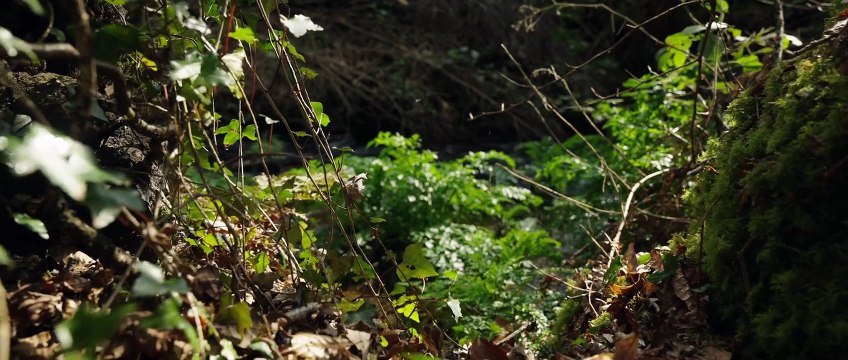 Connexion Sauvage Bande-annonce VF